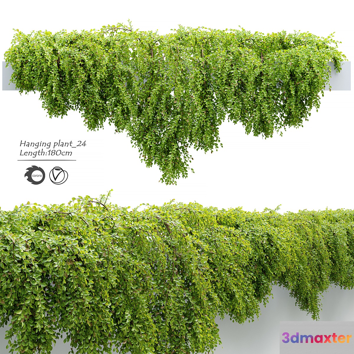 Hanging_Plant_24 - No.2
