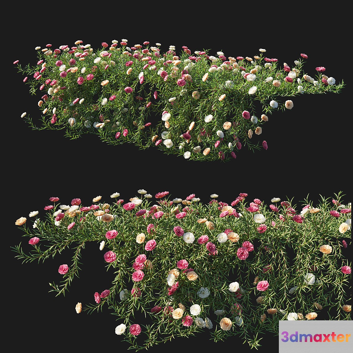 Portulaca grandiflora 05