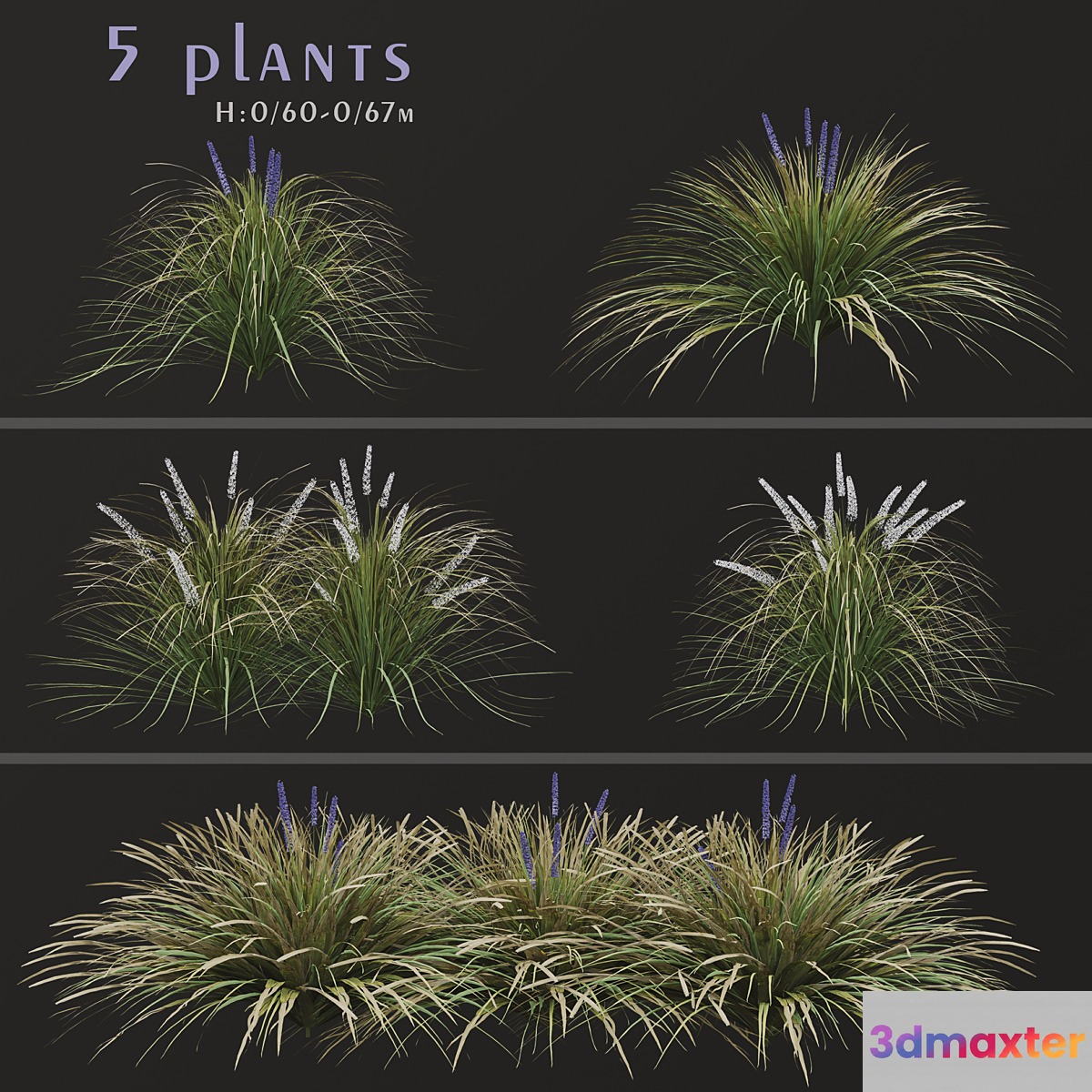 Set of Ophiopogon jaburan Plants (Dwarf lilyturf) (5 Plants)