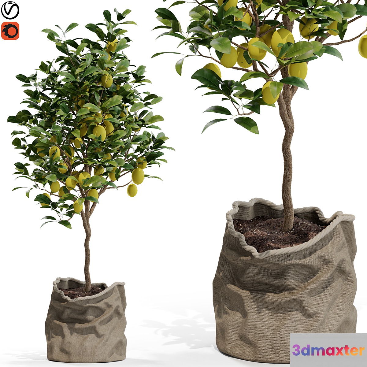 Plants collection 564 - No.2