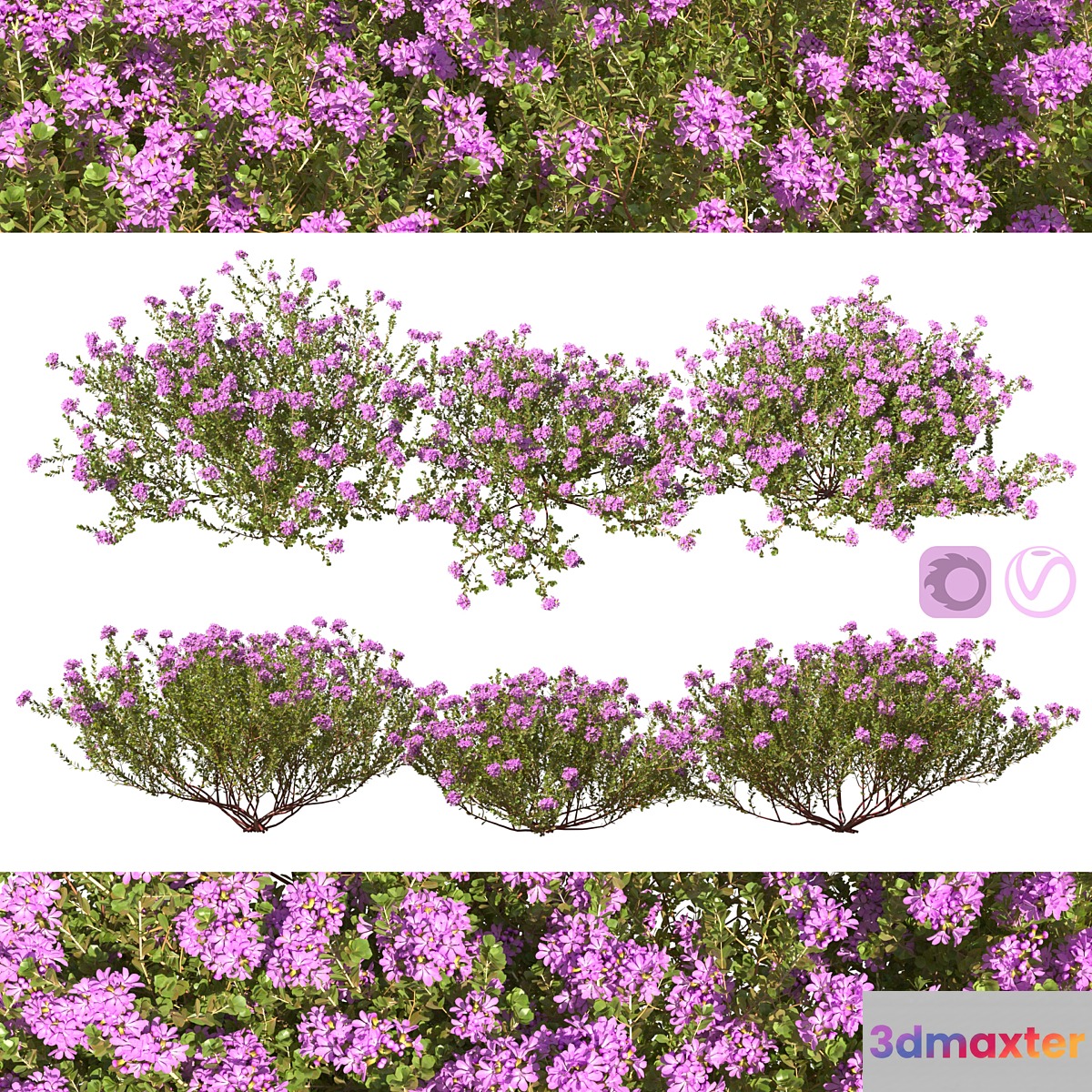 Thymus vulgaris 3D Max