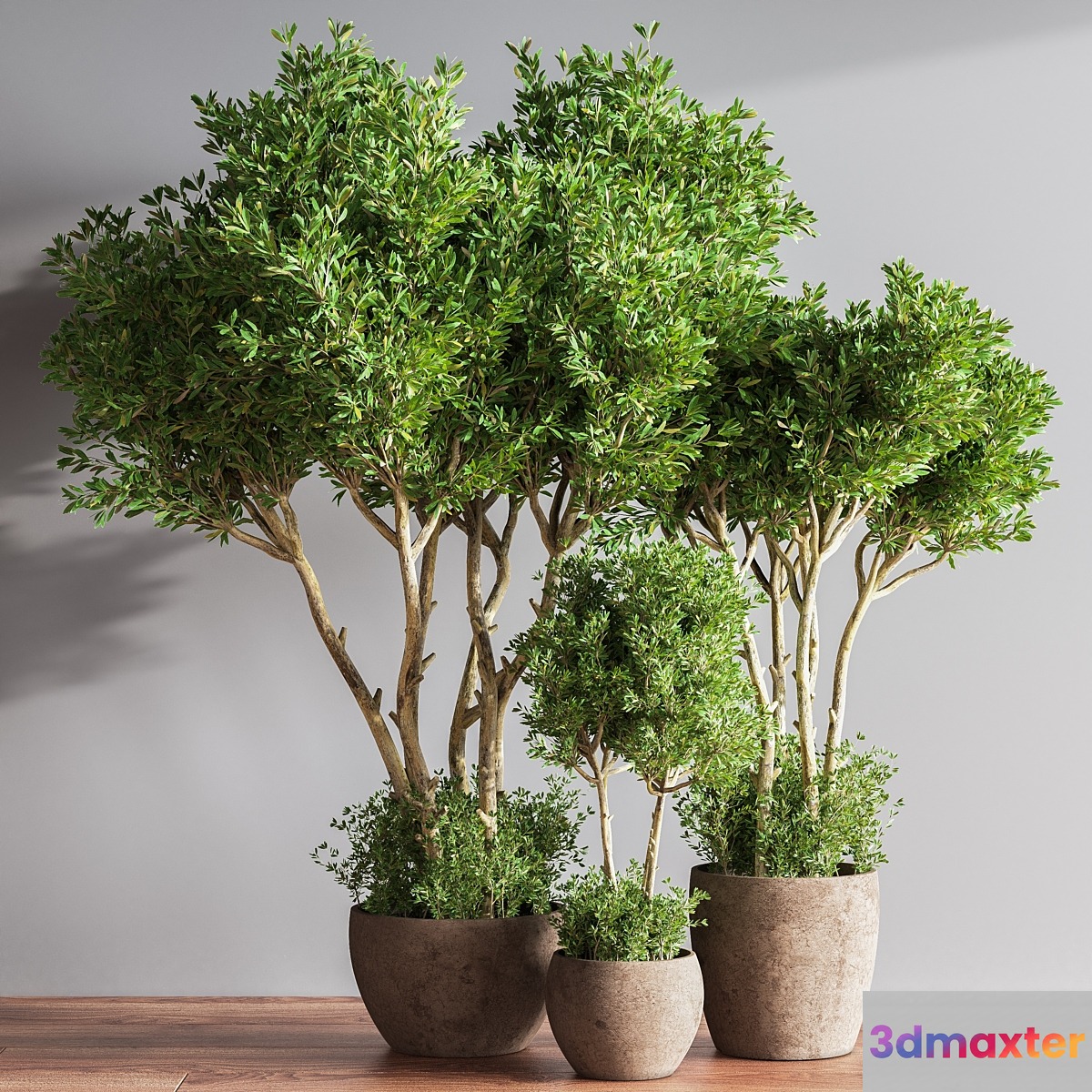 Indoor Plant Set 50 - No.3