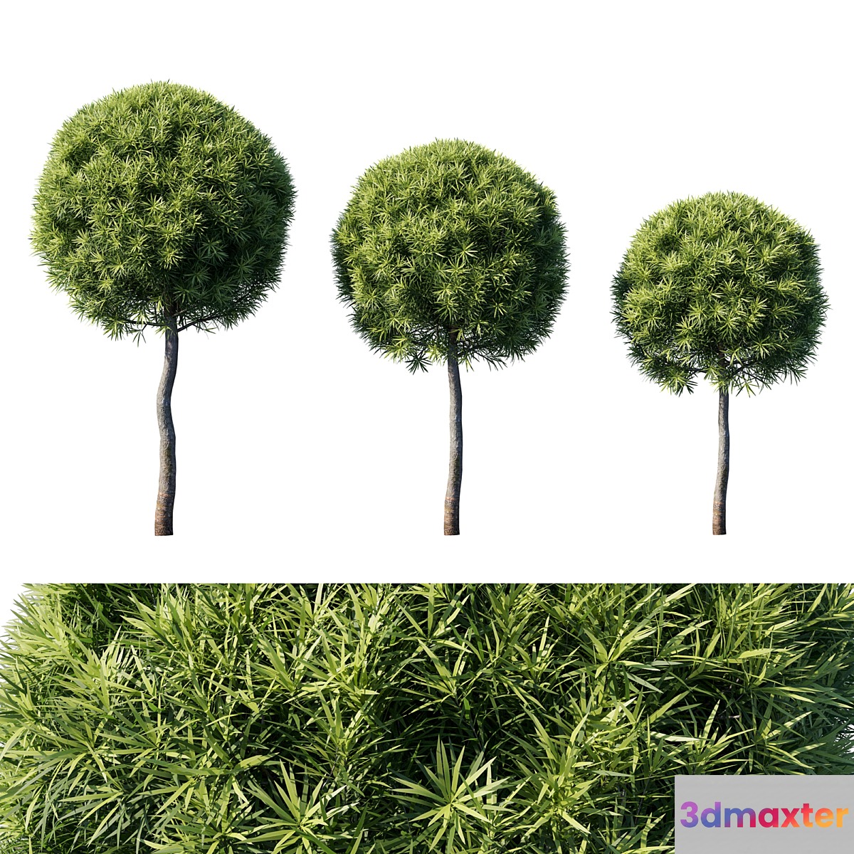Podocarpus macrophyllas 04 3D Max