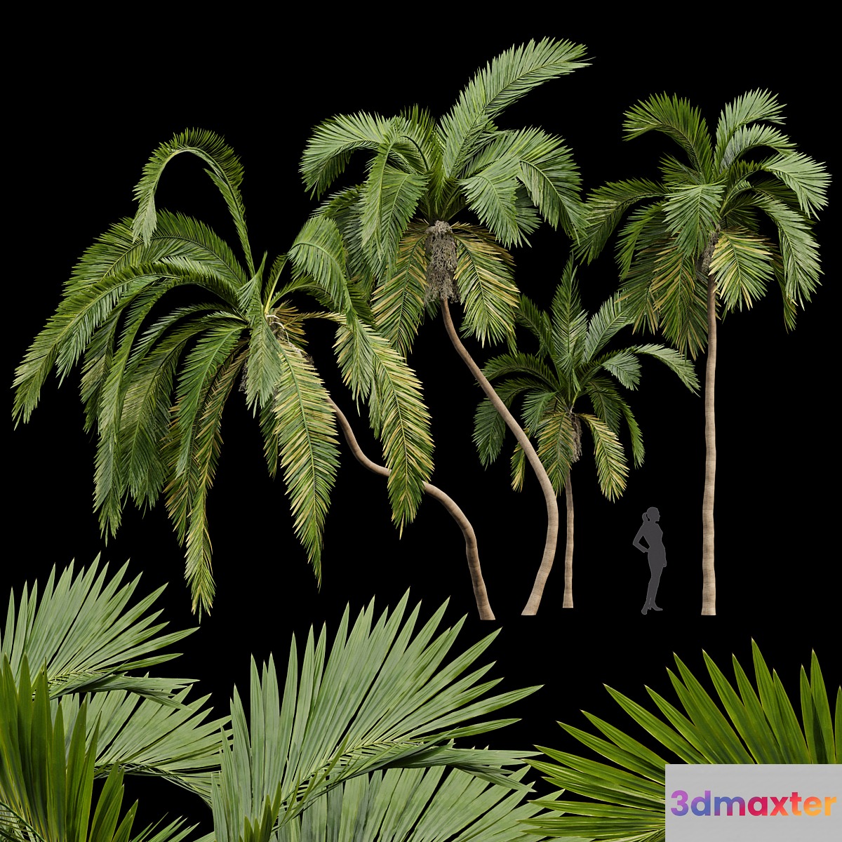 Queen Palm 4 Trees Syagrus Romanzoffiana