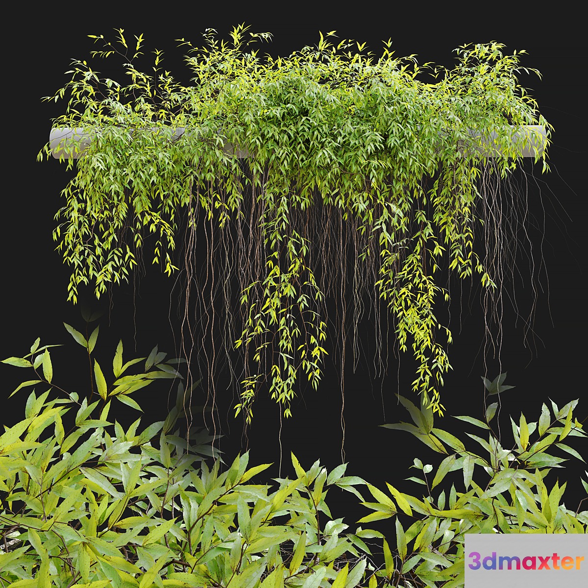 Hanging Plant 25 - No.2