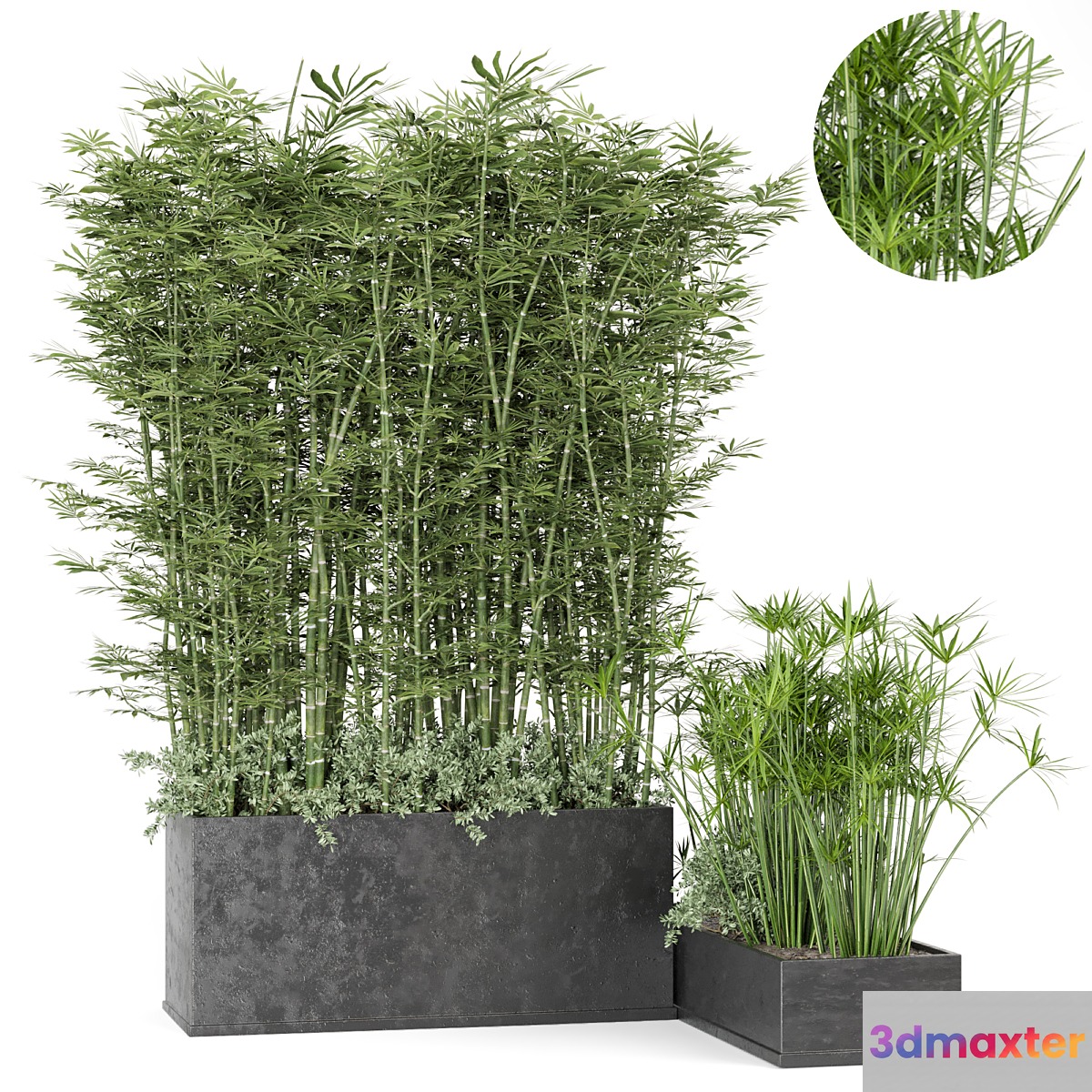Outdoor Plants Bamboo in rusty Concrete Pot -Set 246 - No.2