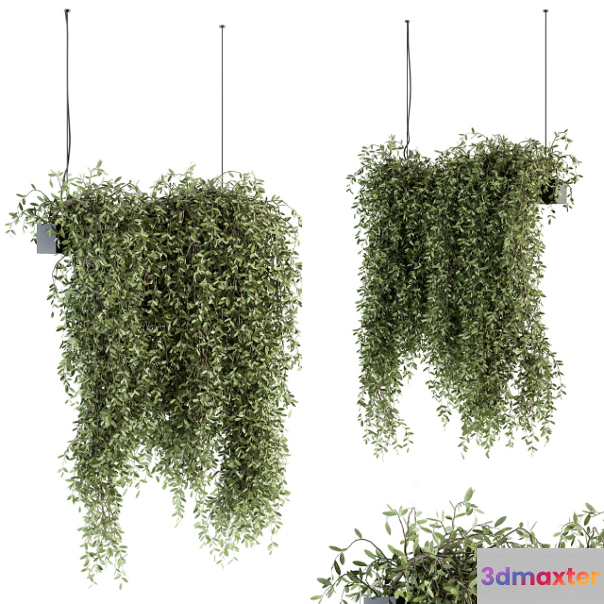indoor Plant Set 287 - Hanging Plants 3D Max