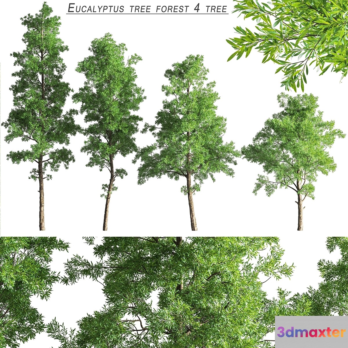 Eucalyptus_tree_forest_4_tree_vray