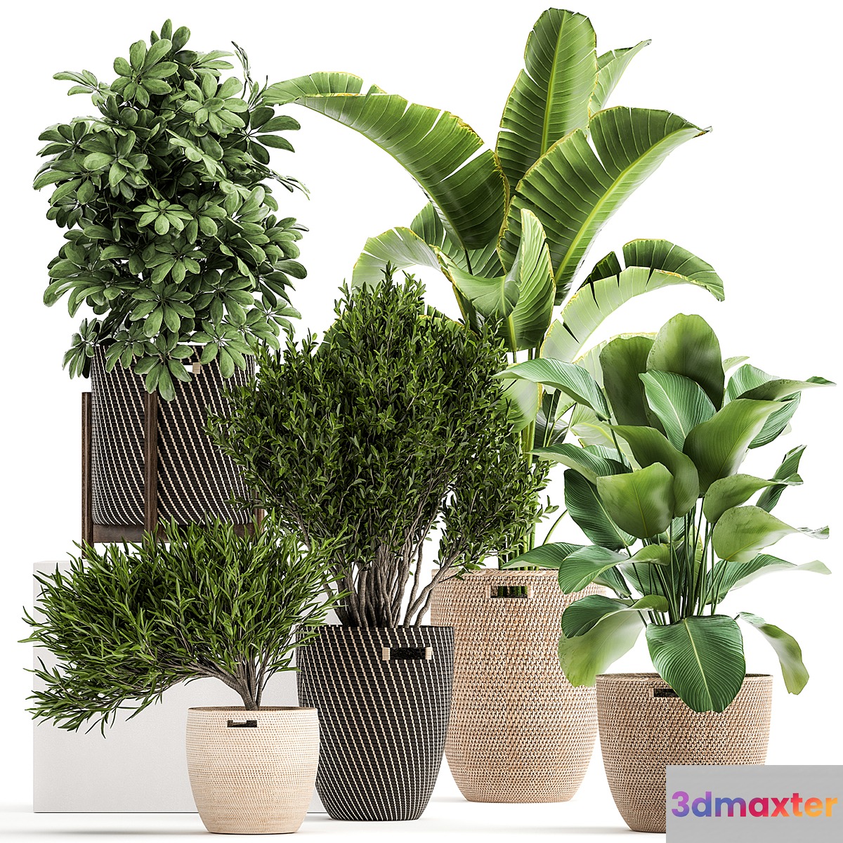 Collection of plants in baskets from Scheffler Strelitzia kalatea Lutea. Set 1036.