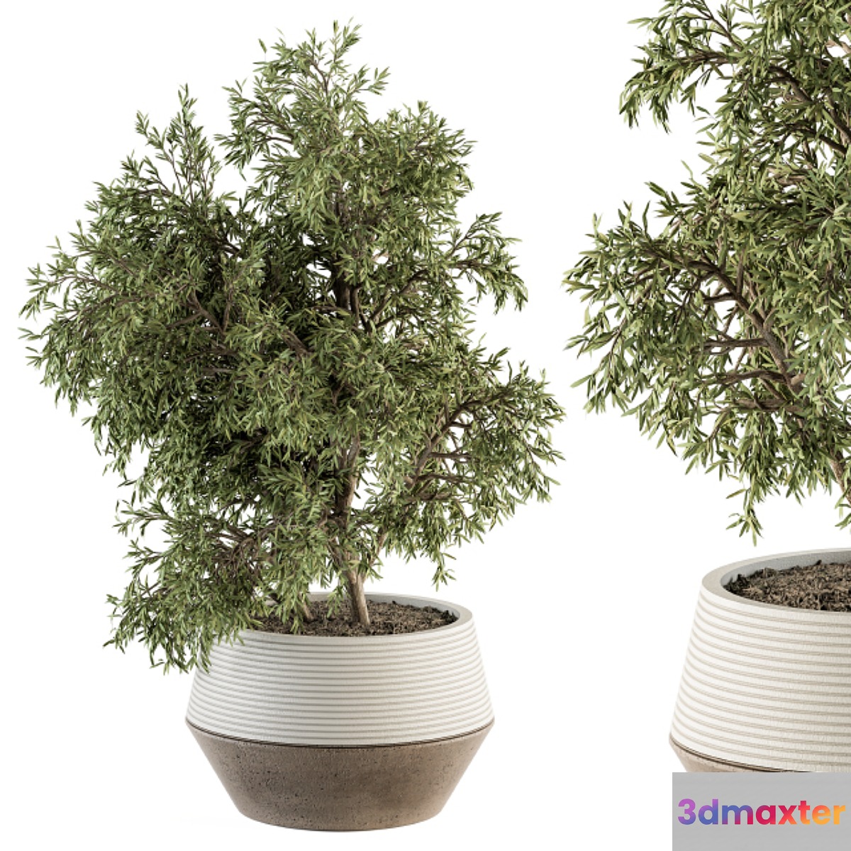 indoor Plant Set 285 - Plants Set in pot