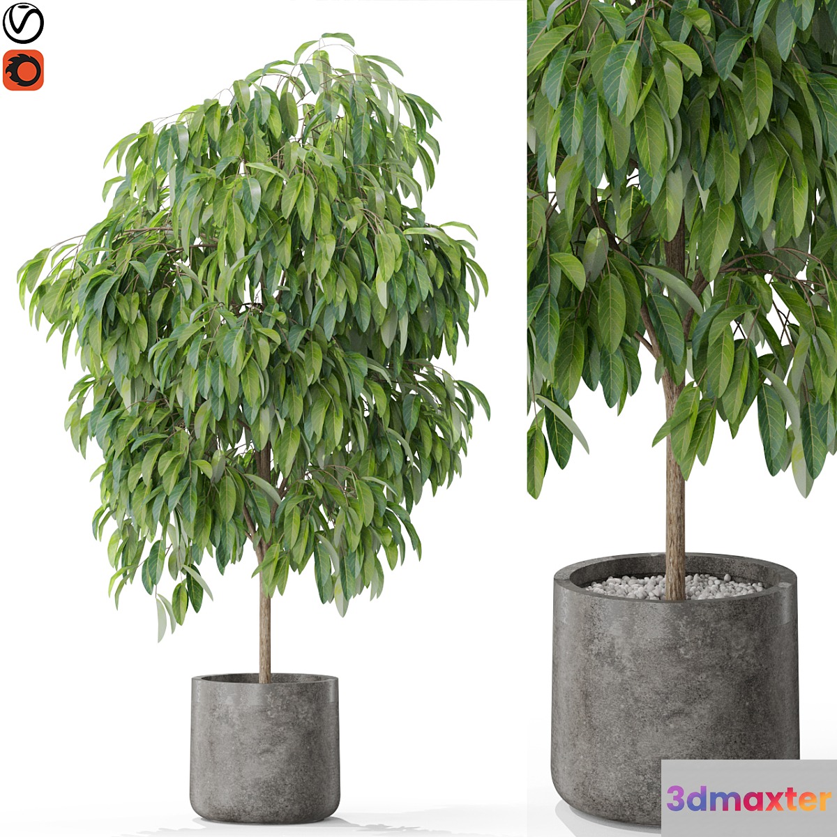 Plants collection 577 3D Max