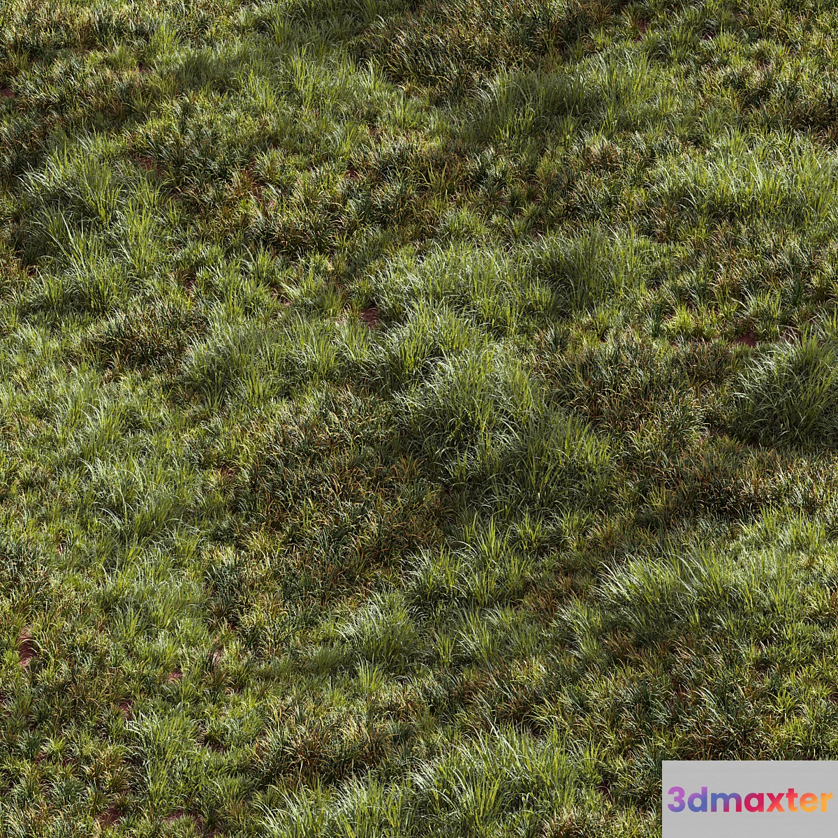 Meadow Lawn Grassland Set 002 - No.2