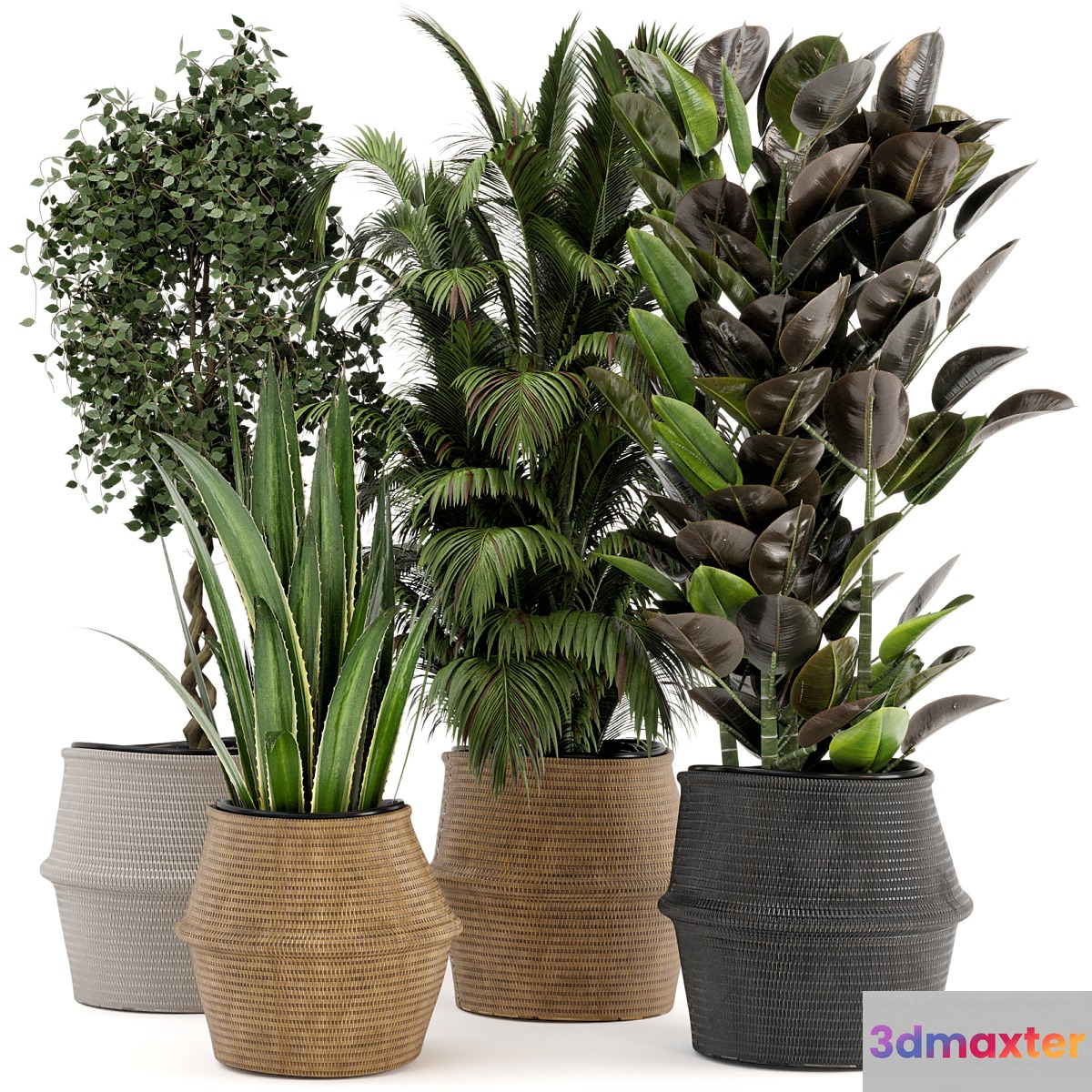 Indoor Plants in Wicker Basket - Set 258