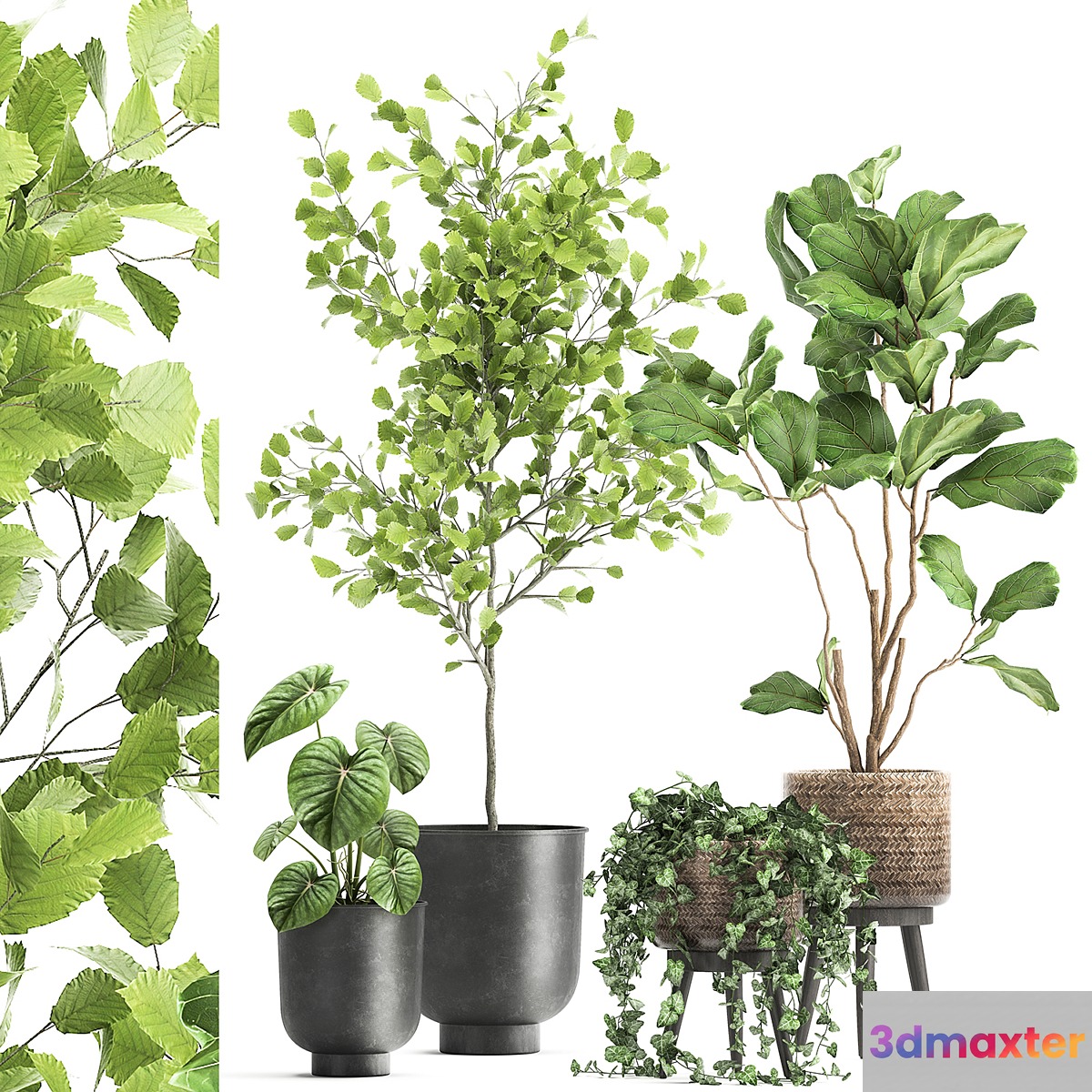 Collection of beautiful potted plants with ficus Lirata Philodendron Ivy trees. Set 1044.