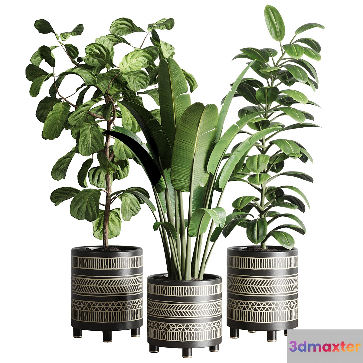 collection Indoor plant 119 plant ravenala ficus rubbery ficus lyrata - No.2
