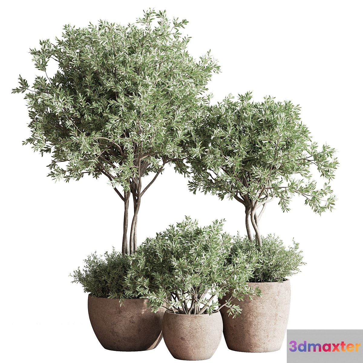 Indoor_Plant_Set_59