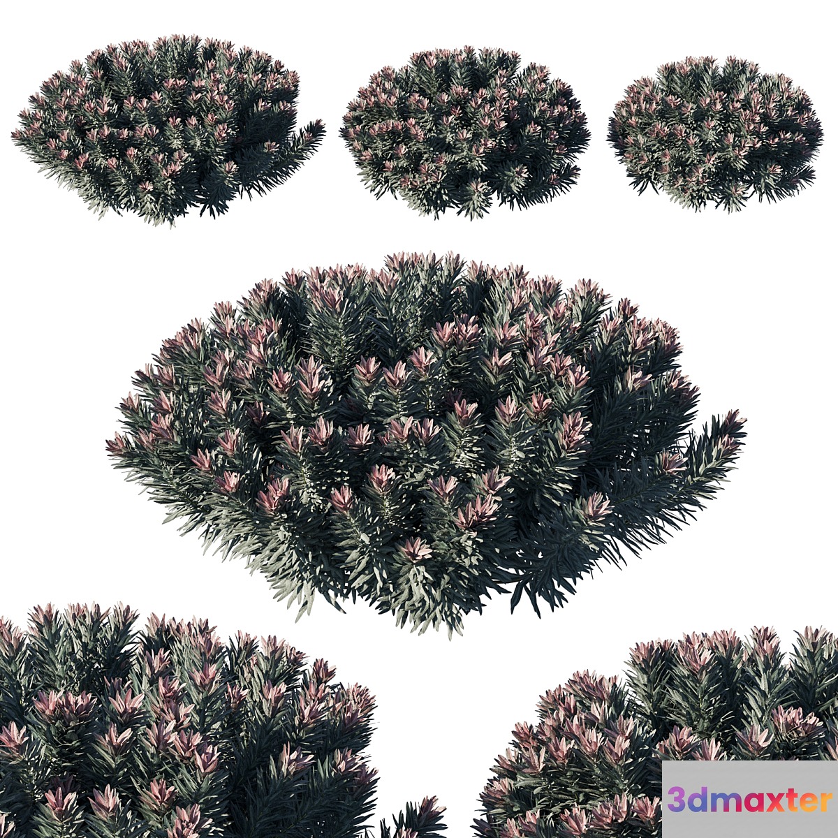 Euphorbia Blackbird 02 3D Max