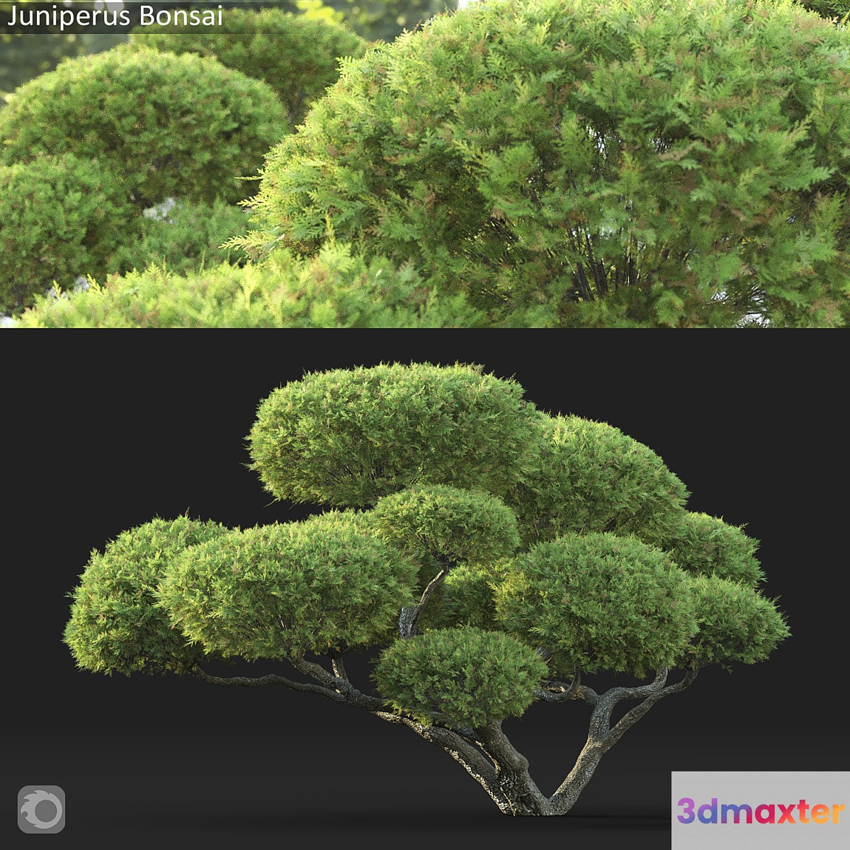 Bonsai - No.12