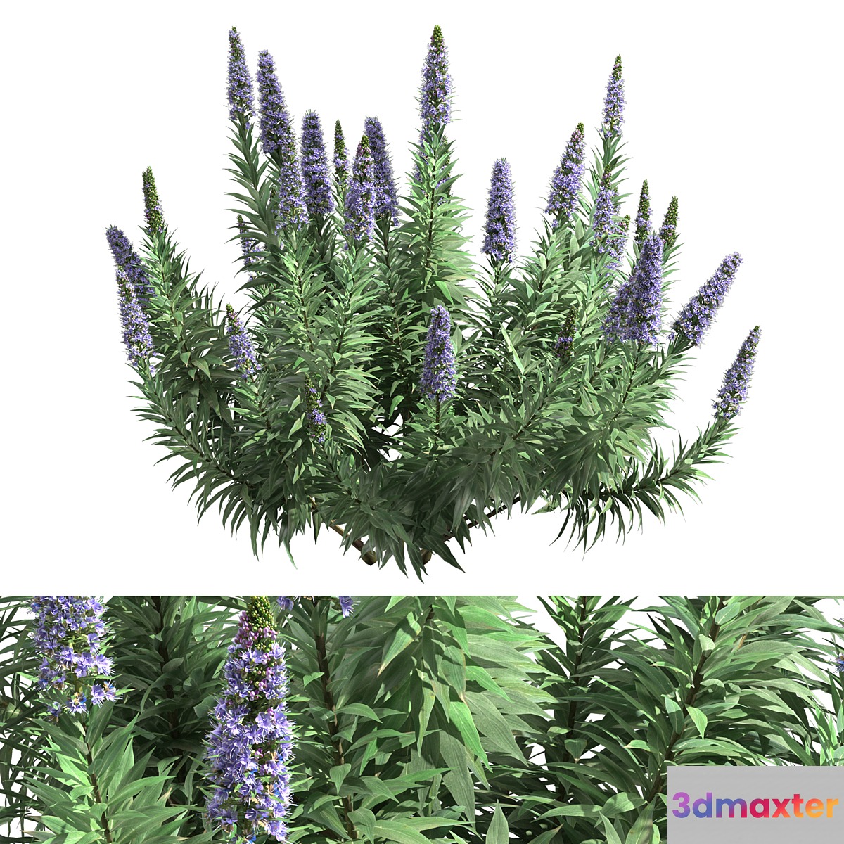 Pride of Madeira - Echium candicans 3D Max
