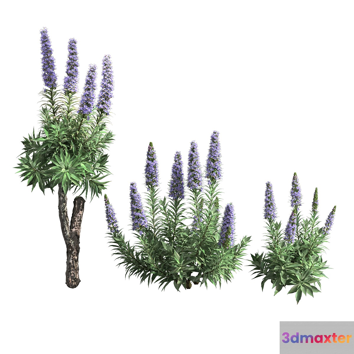 Pride of Madeira-Echium candicans 02