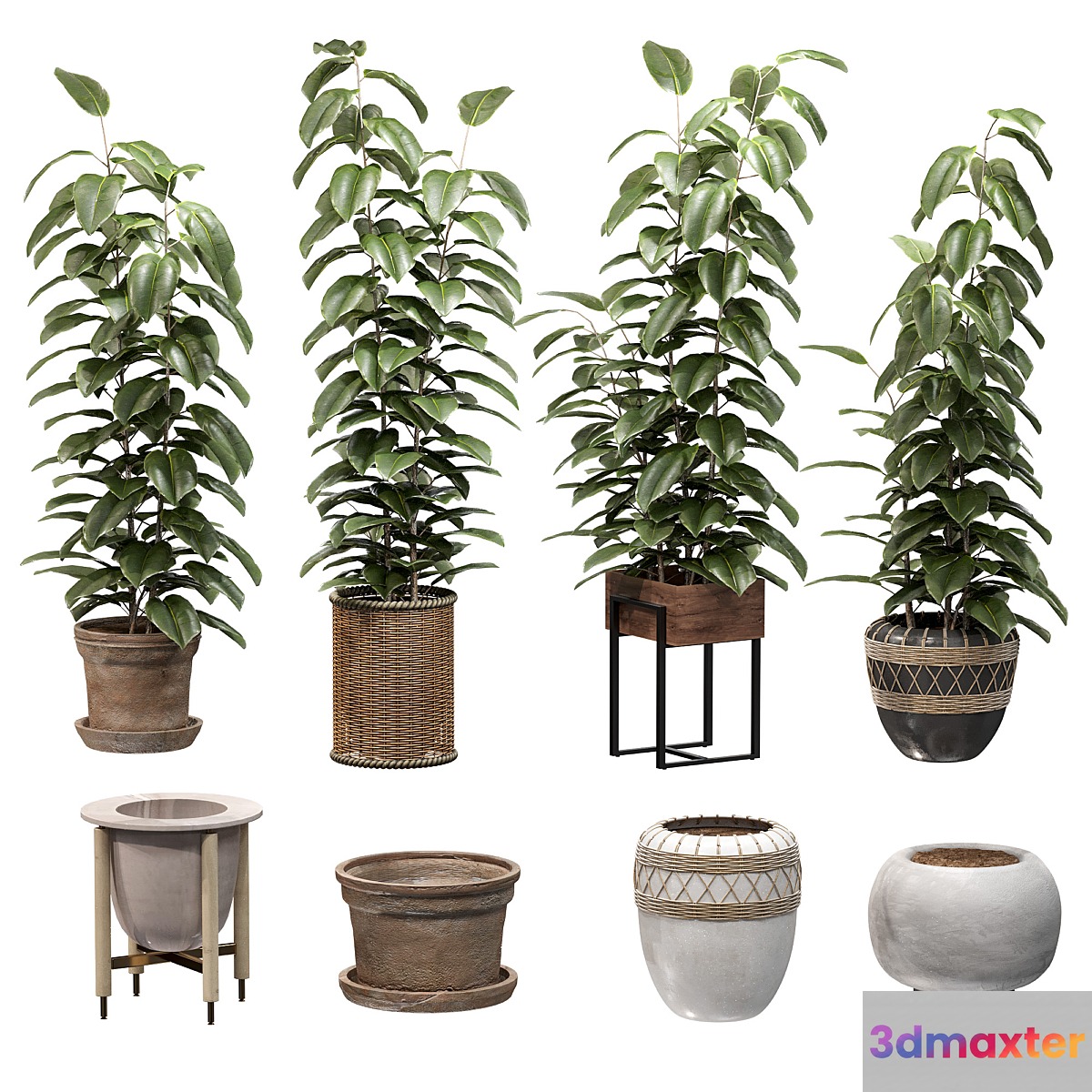 Ficuses in pots - No.5
