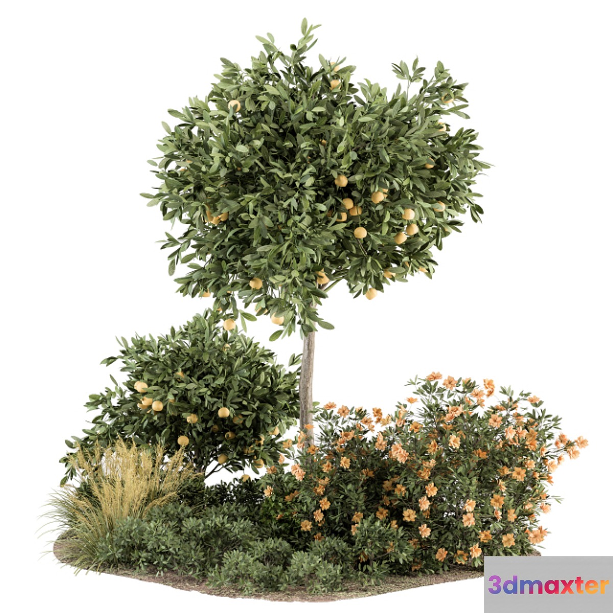 Garden set Lemon tree and Bush - Garden Set 26