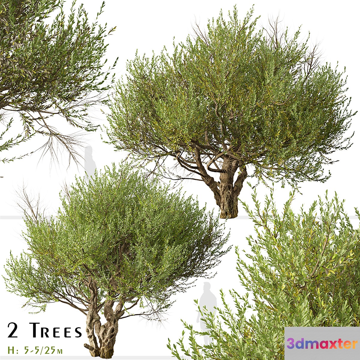 Set of Olive Tree (European olive) (2 Trees) 3D Max