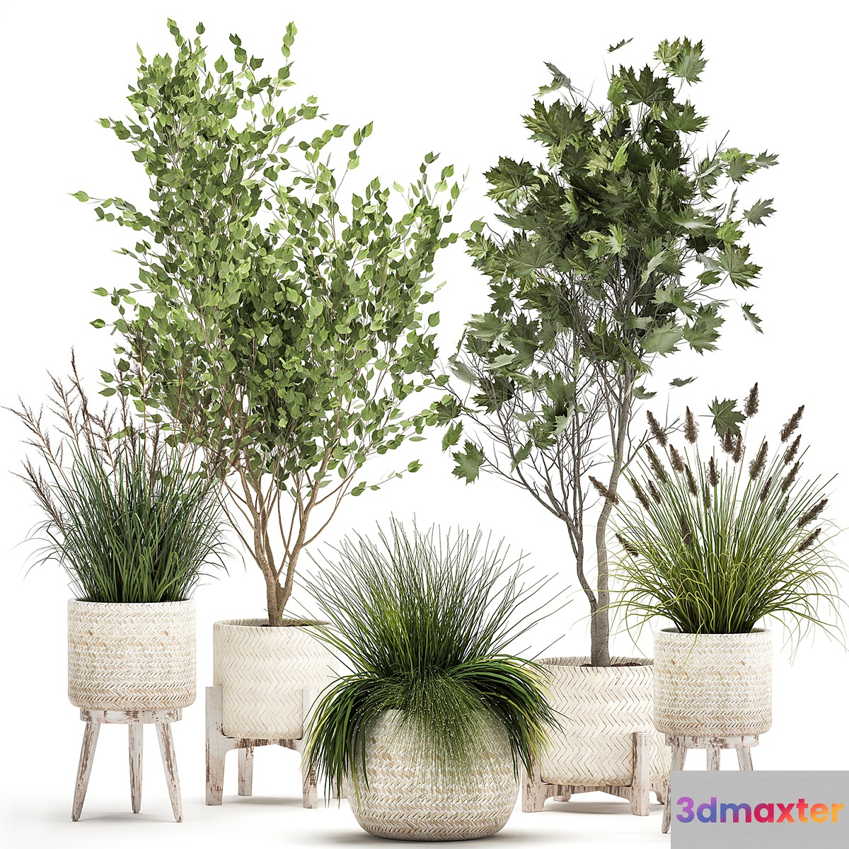 Collection of plants in white baskets with Trees vine bushes Sycamore Maple. Set 1047.