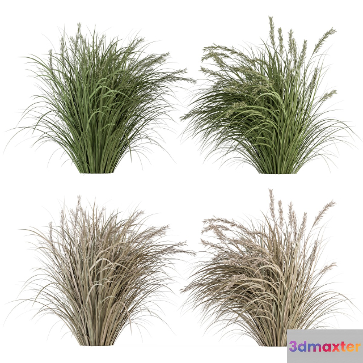 Pampas Bush Dried and Fresh - Bush Set 42 - No.2