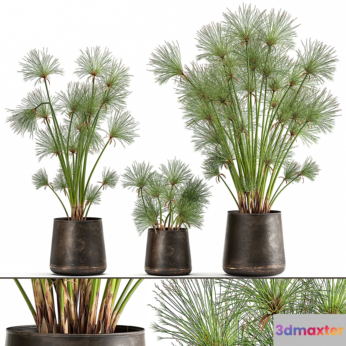 Collection of exotic plants in metal rusty pots with Papyrus Syt Cyperus. 1048.