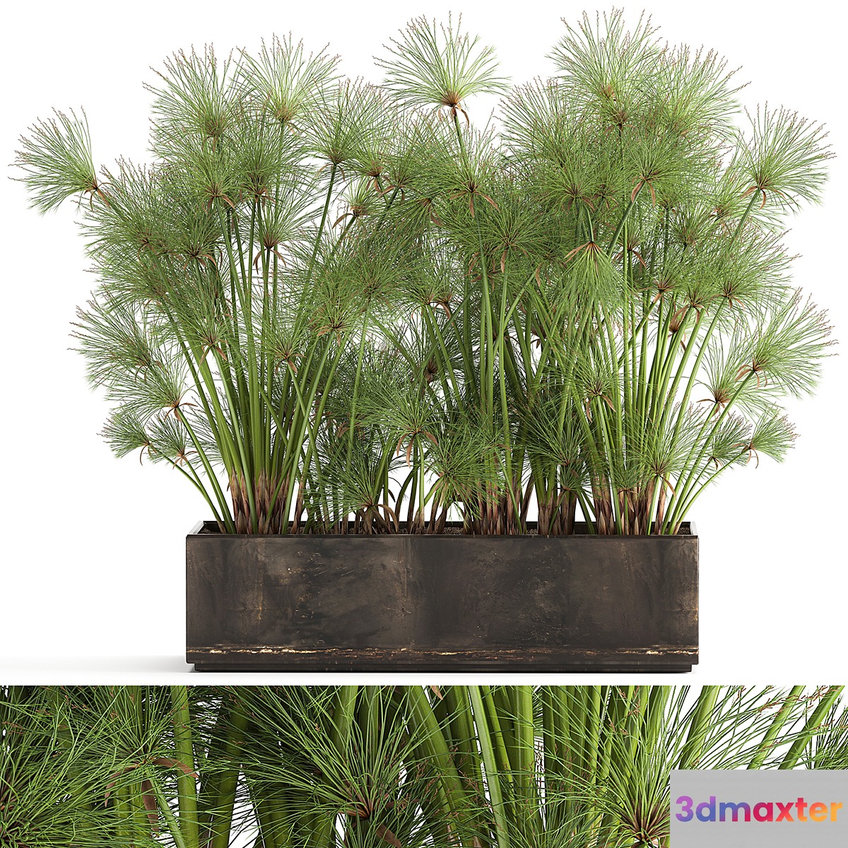 Collection of exotic plants in metal rusty pots with Papyrus Syt Cyperus. 1049.