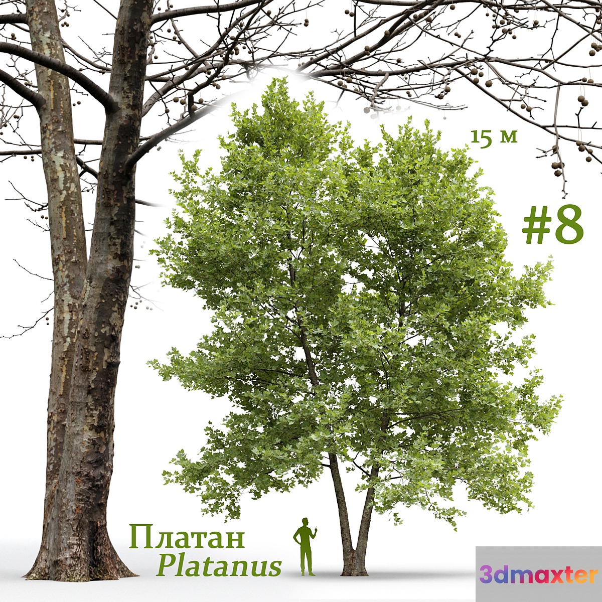 Plane-tree _ Sycamore _ Platanus #8 - No.2