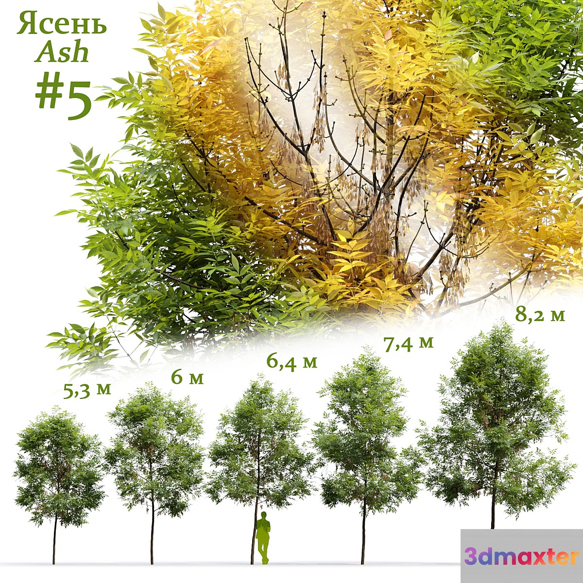 Ash _ Fraxinus #5 - No.2