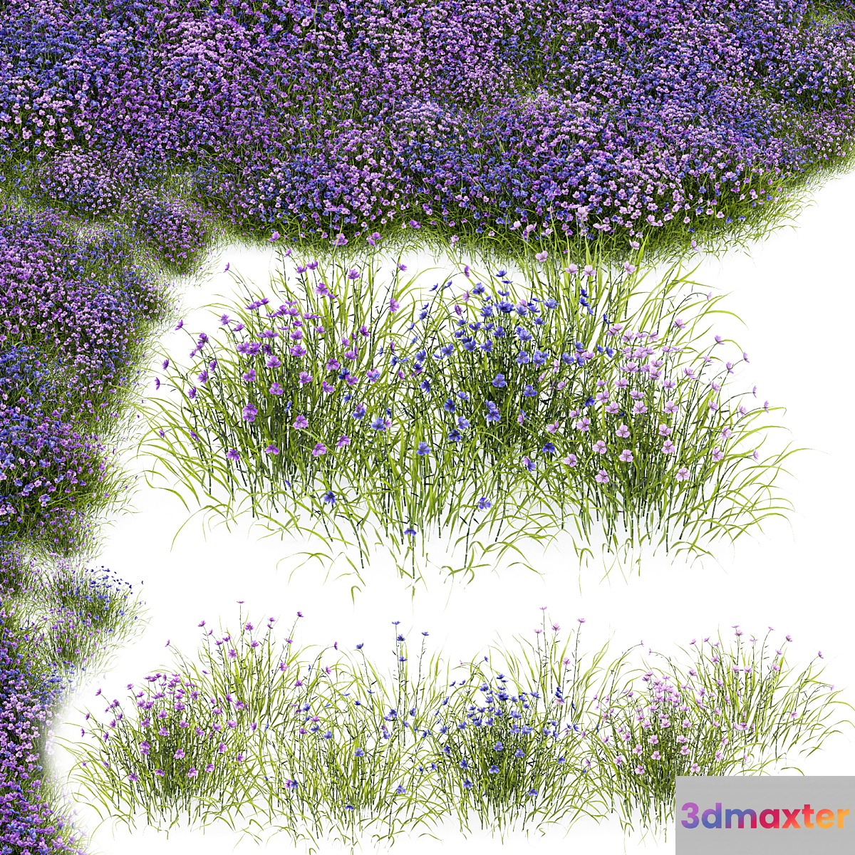 Fringe lily plants 3D Max