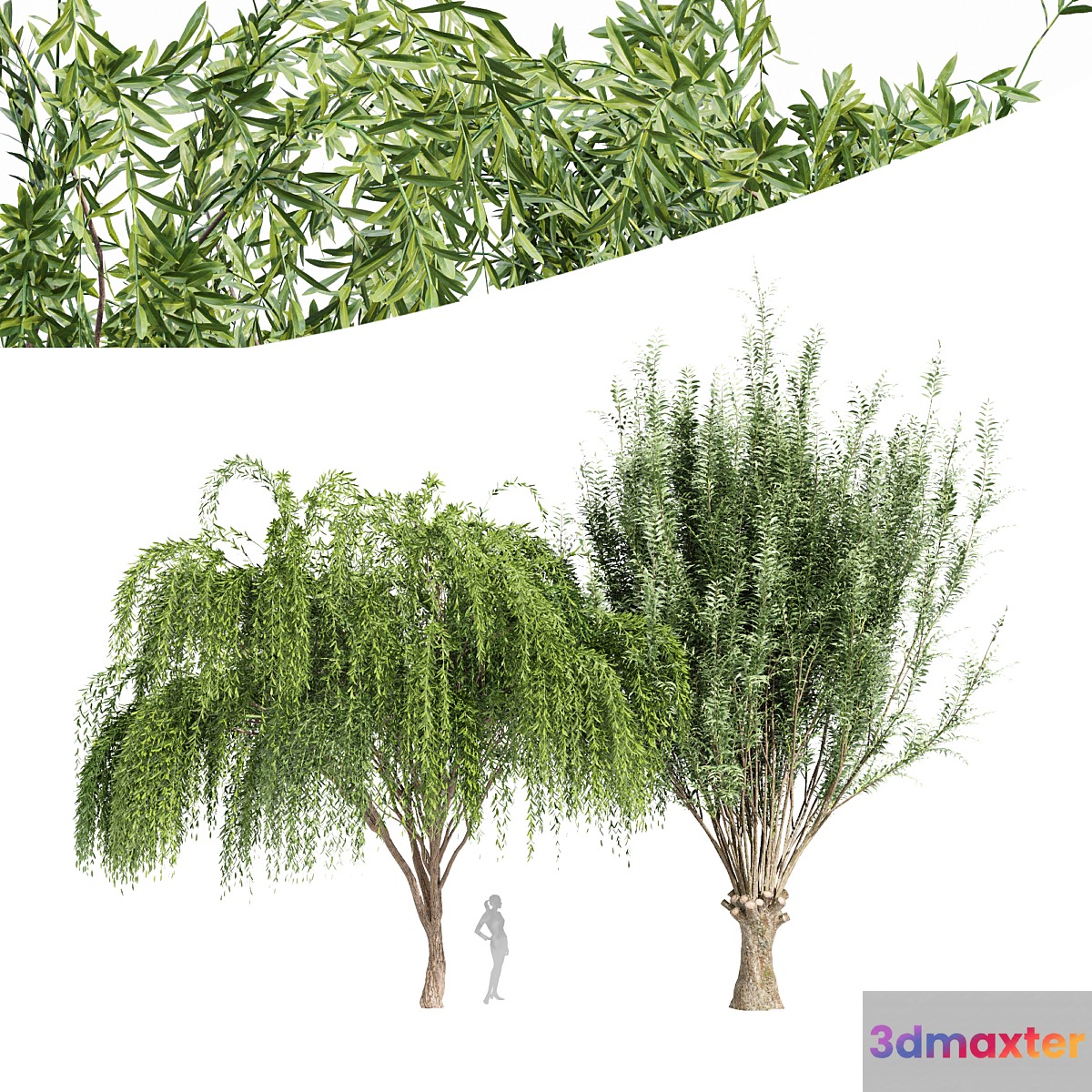 2tree-Pollard willow Weeping willow