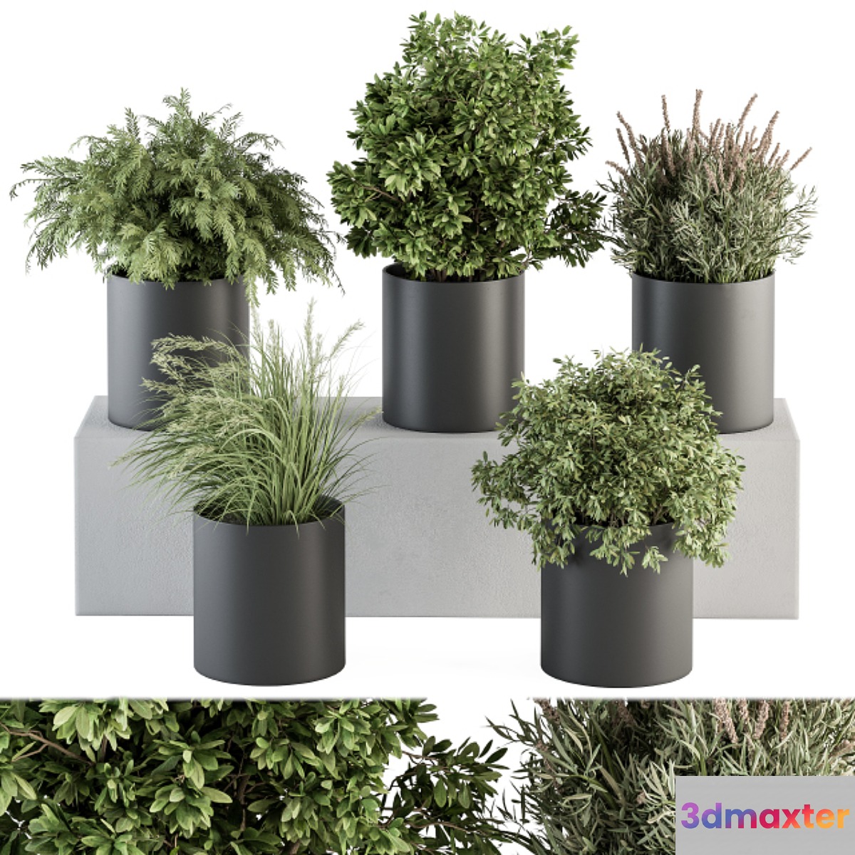 indoor Plant Set 305 - Small Plant pot