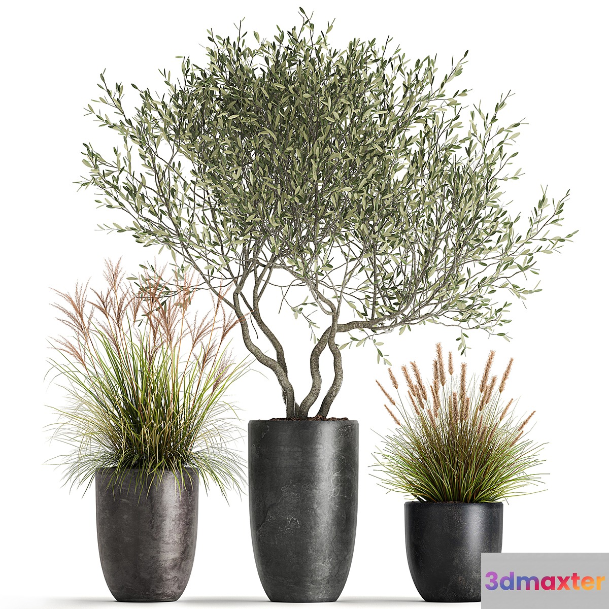 A set of plants in outdoor pots with an olive tree a reed a bush and a sapling. 1052