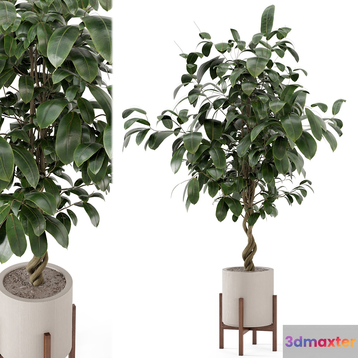 Indoor Plants in Combination of wood & concrete Pot - Set 278