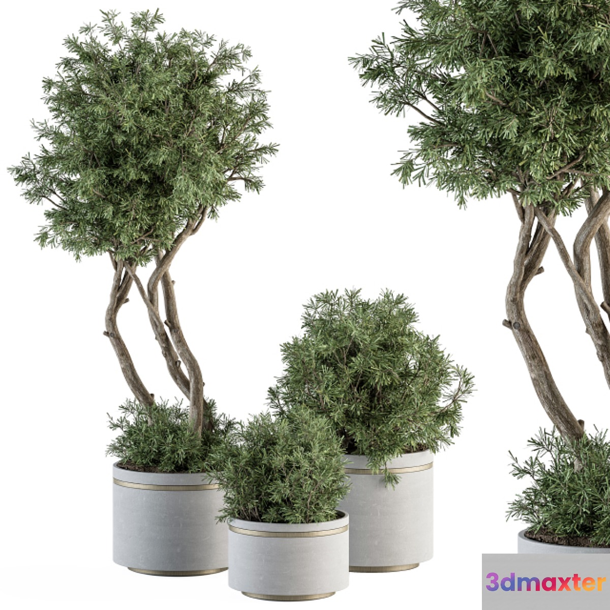 indoor Plant Set 309 - Needle Tree and Bush Set in pot