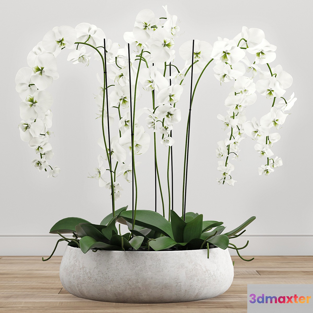 Orchid arrangement 2 3D Max