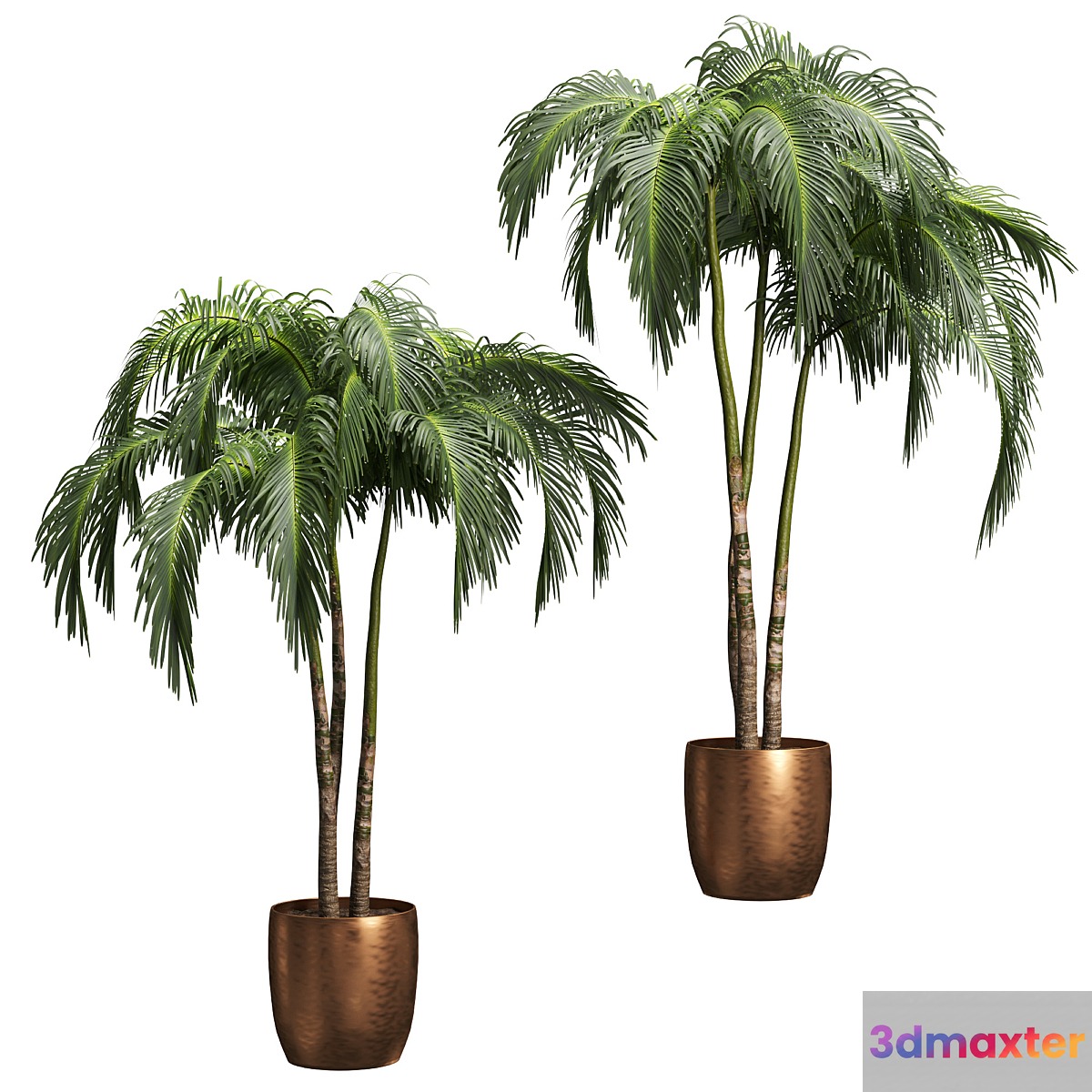 Palms in tubs. 6 models