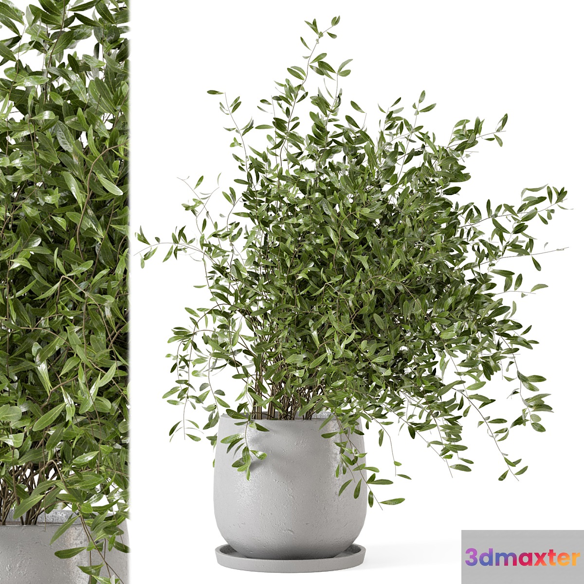 Indoor Plants in rusty Concrete Pot - Set 281