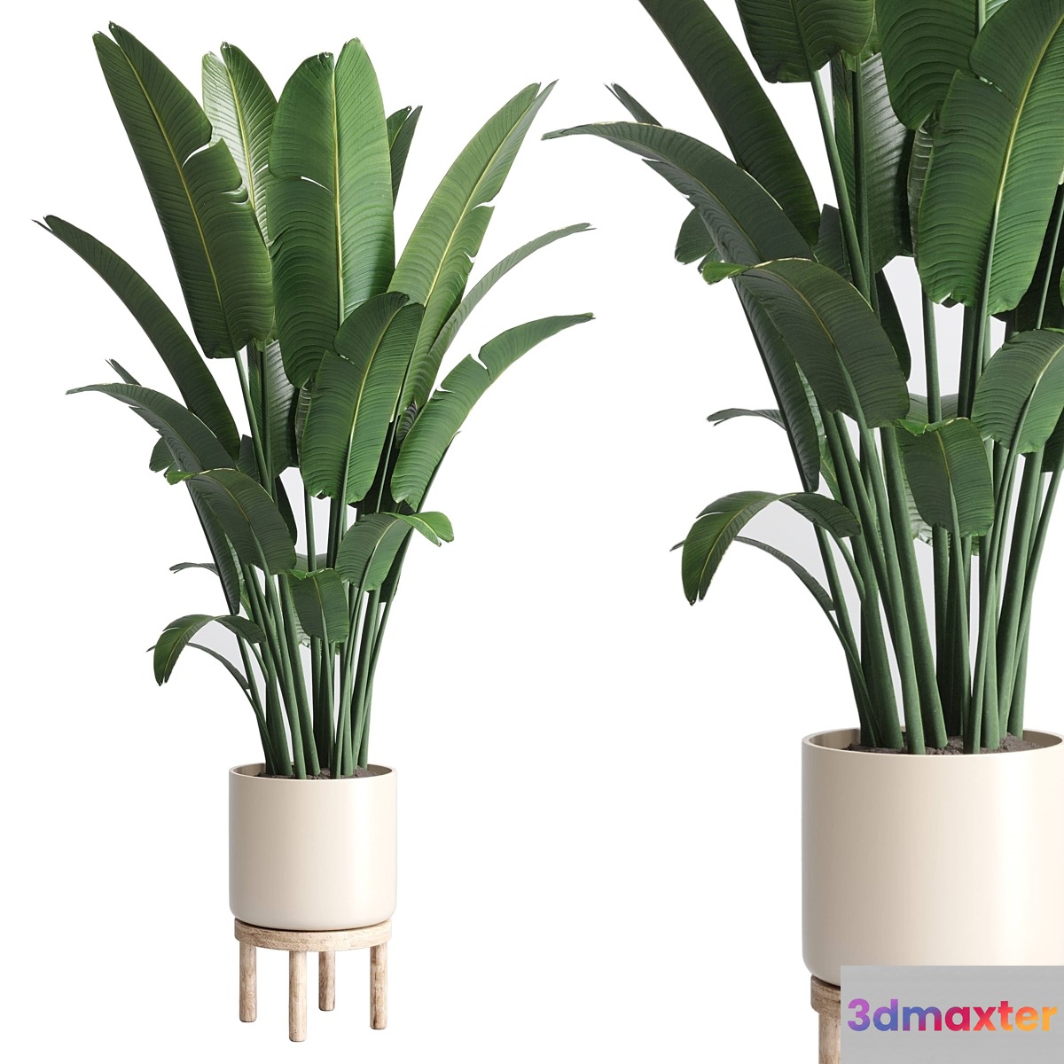 Indoor plant 137 vase wood pot plant ravenala - No.3