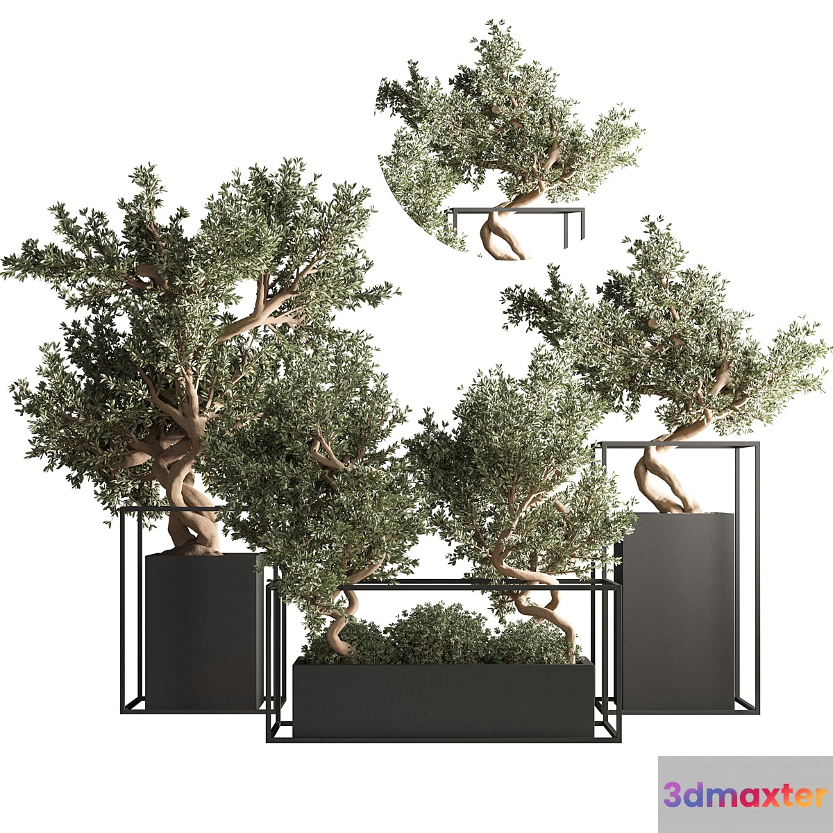 indoor plant bonsai set 24