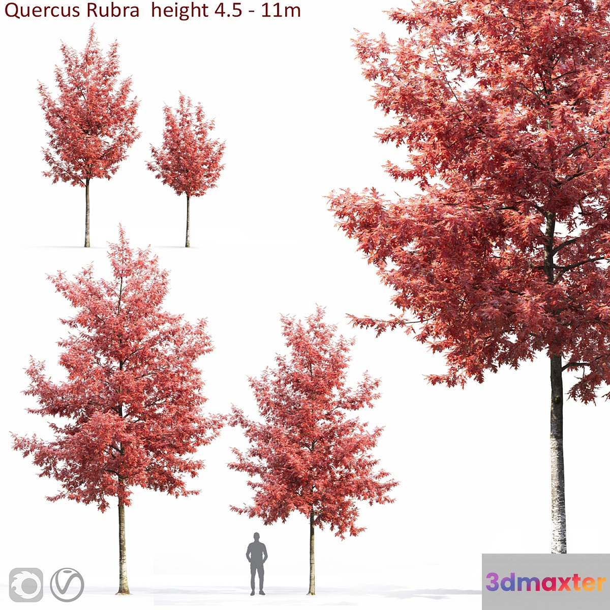Quercus Rubra 3D Max