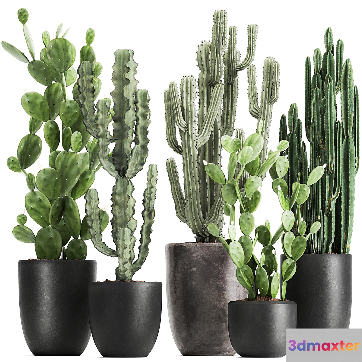 Collection of plants Cacti in black pots with Prickly pear Cereus Prickly pear. Set 1054.