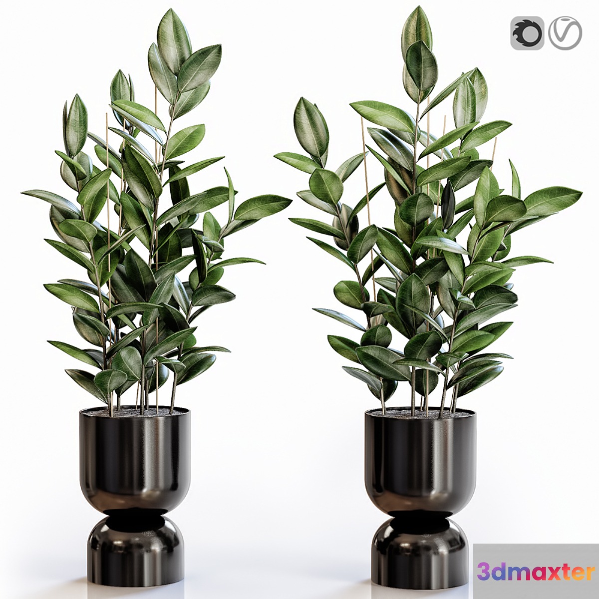 Rubber Plant 2 in modern vase - No.3