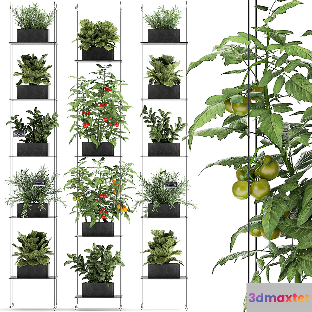 Vertical gardening kitchen garden garden with vegetables tomatoes peppers herbs lettuce rosemary. Set 69.