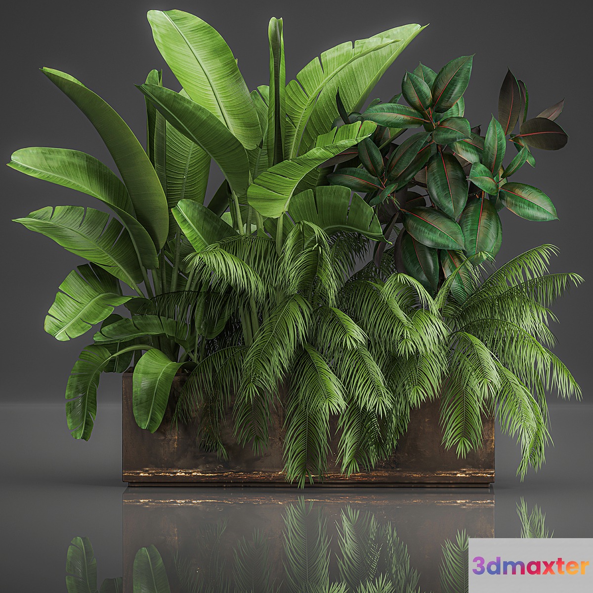 Collection of plants exotic thickets in a pot with strelitzia palm bushes ficus home garden. 1057.