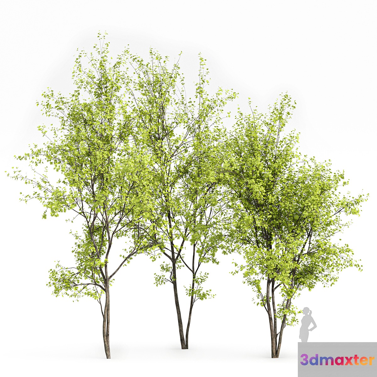 Real Tree Acer Saccharinum Spring 3D Max